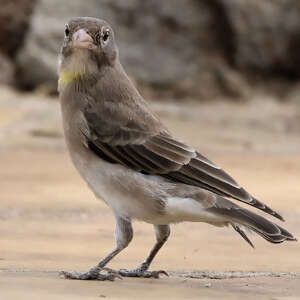 Moineau à point jaune