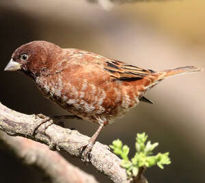 Moineau d'Emin