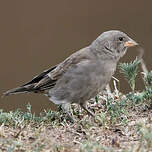 Moineau swahili