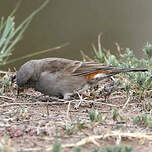 Moineau swahili