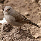 Moineau swahili