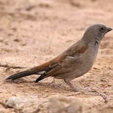 Moineau swahili