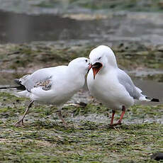 Mouette argentée