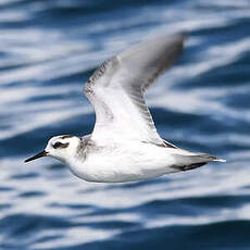 Phalarope à bec large