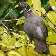 Pigeon des Comores