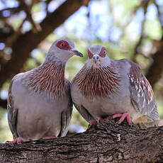 Pigeon roussard