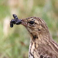 Pipit des arbres