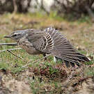 Pipit spioncelle