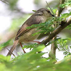 Prinia modeste