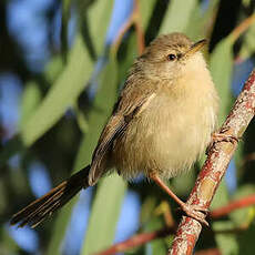 Prinia modeste