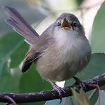 Prinia modeste