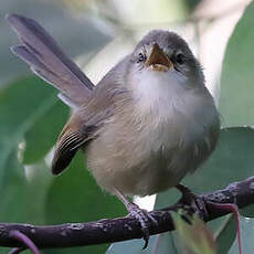 Prinia modeste