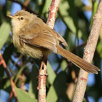 Prinia modeste