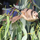 Prinia modeste