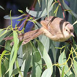 Prinia modeste