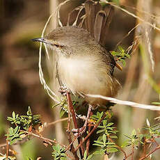 Prinia modeste