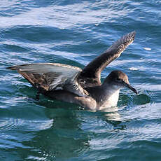 Puffin des Baléares