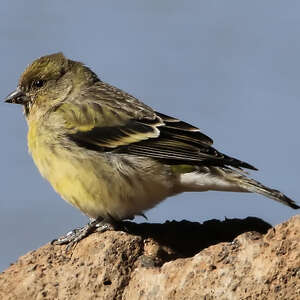 Serin à tête noire