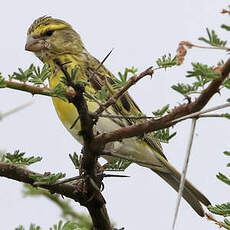 Serin à ventre blanc