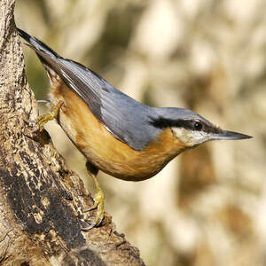 Sittelle torchepot - Sitta europaea