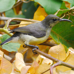 Souimanga de Mayotte