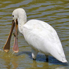 Spatule blanche