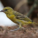 Tisserin minule
