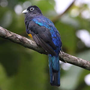 Trogon de Sclater