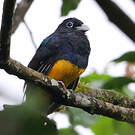 Trogon de Sclater
