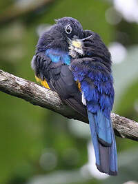Trogon de Sclater