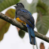Trogon de Sclater