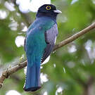 Trogon pattu