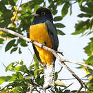 Trogon pattu