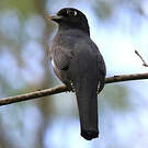Trogon pattu