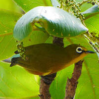 Zostérops de Mayotte