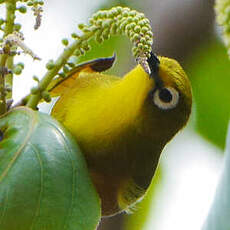 Zostérops de Mayotte