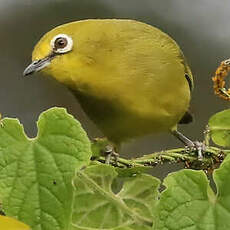 Zostérops jaune