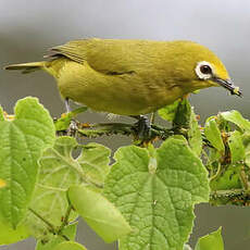 Zostérops jaune
