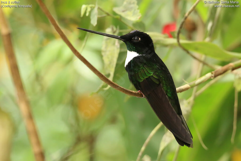 Collared Incaadult, identification