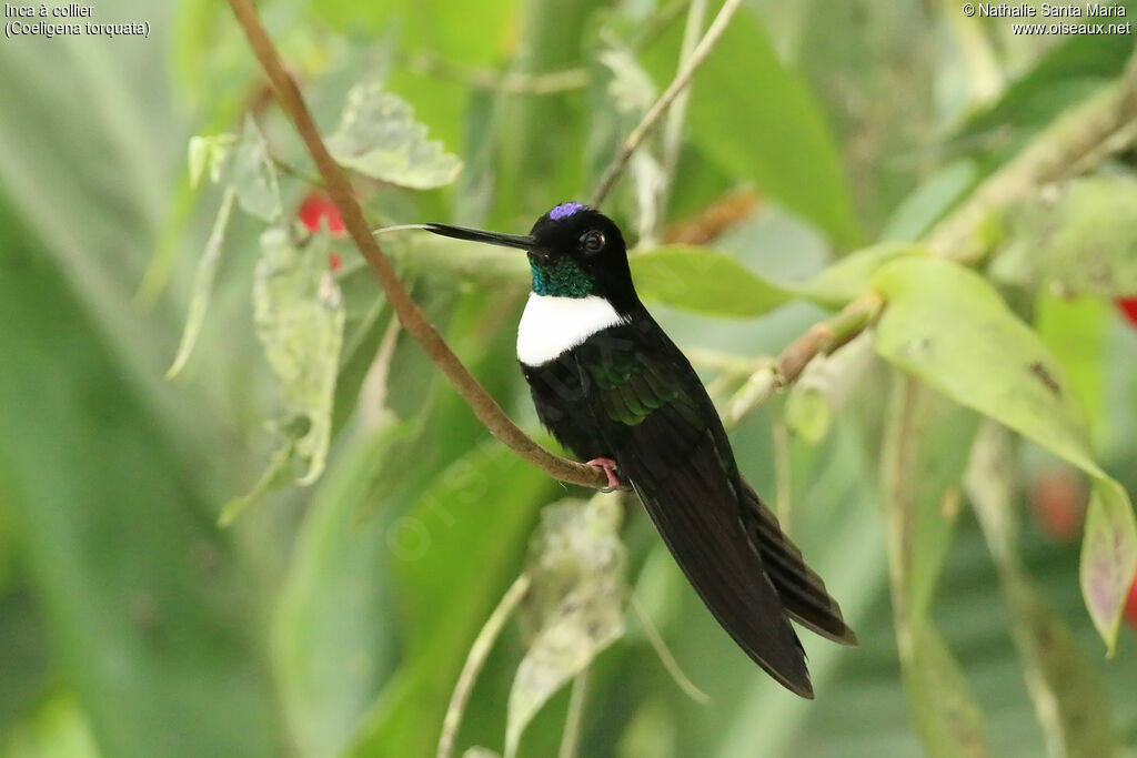 Collared Incaadult, identification