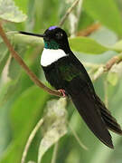 Collared Inca