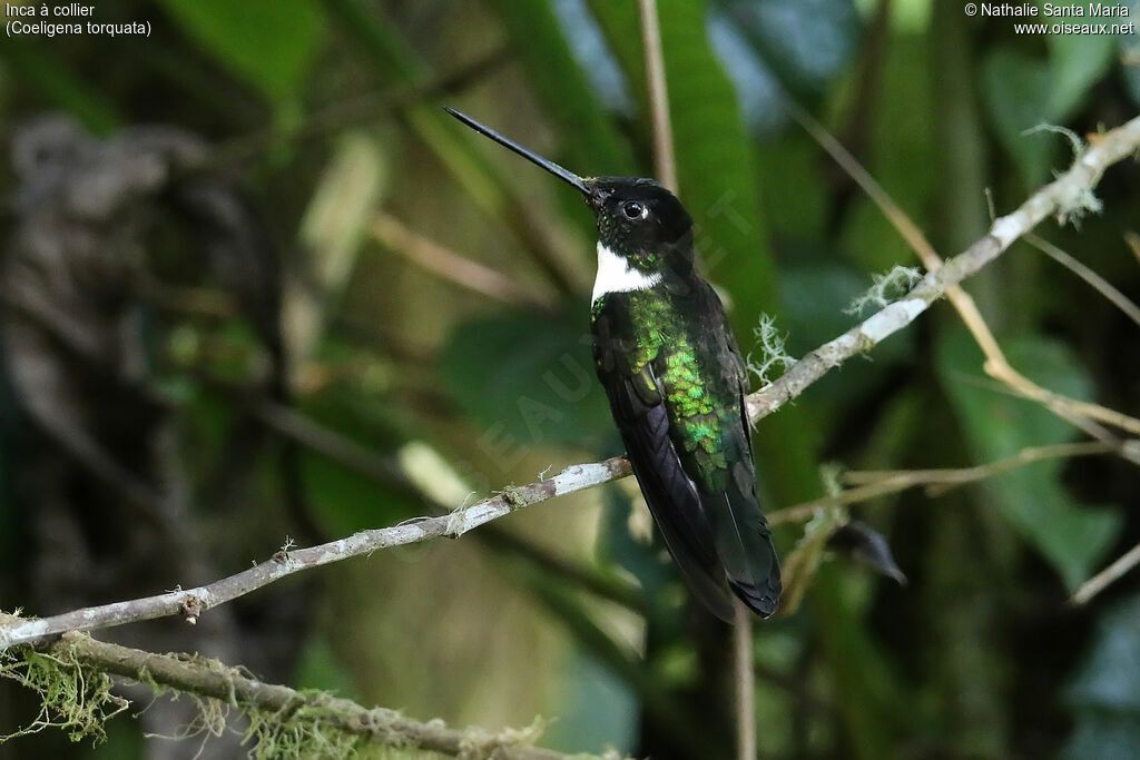 Inca à collieradulte, identification