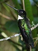 Collared Inca