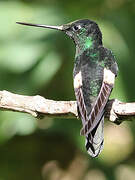 Buff-winged Starfrontlet