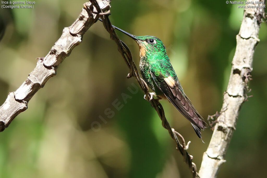 Buff-winged Starfrontletadult, identification