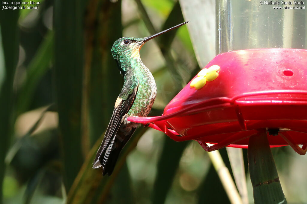 Inca à gemme bleueadulte, identification