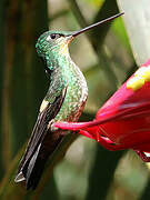 Buff-winged Starfrontlet