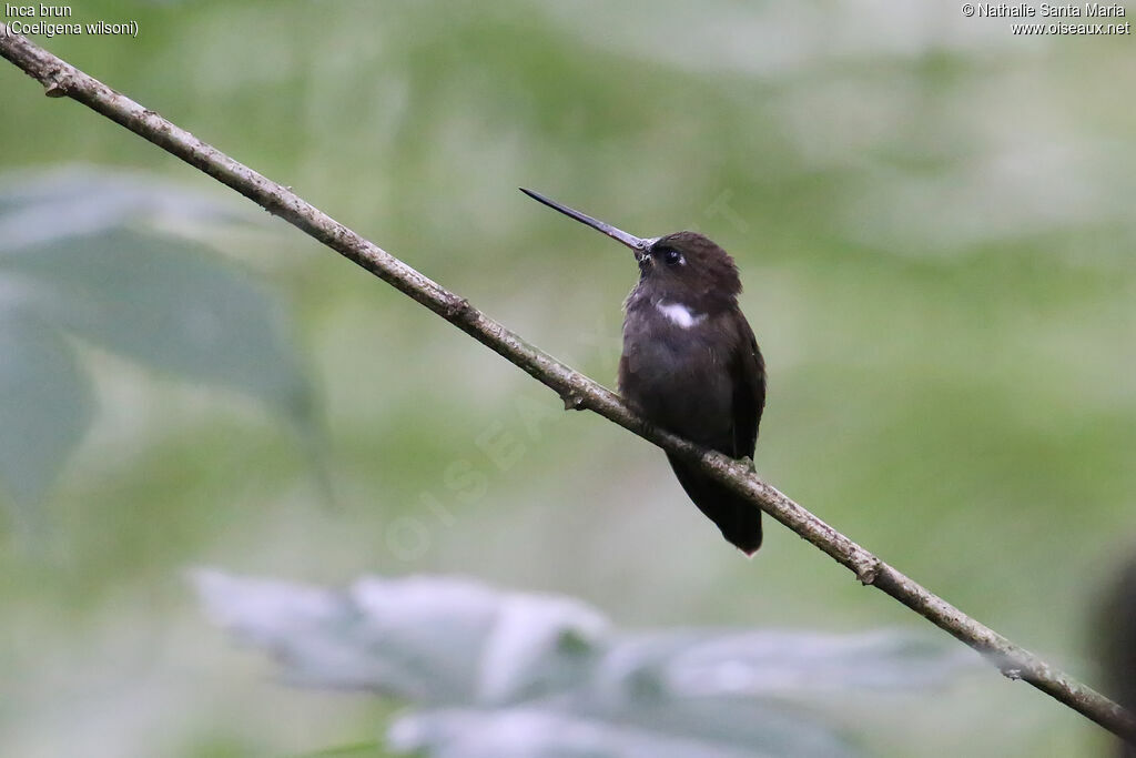 Brown Incaadult, identification