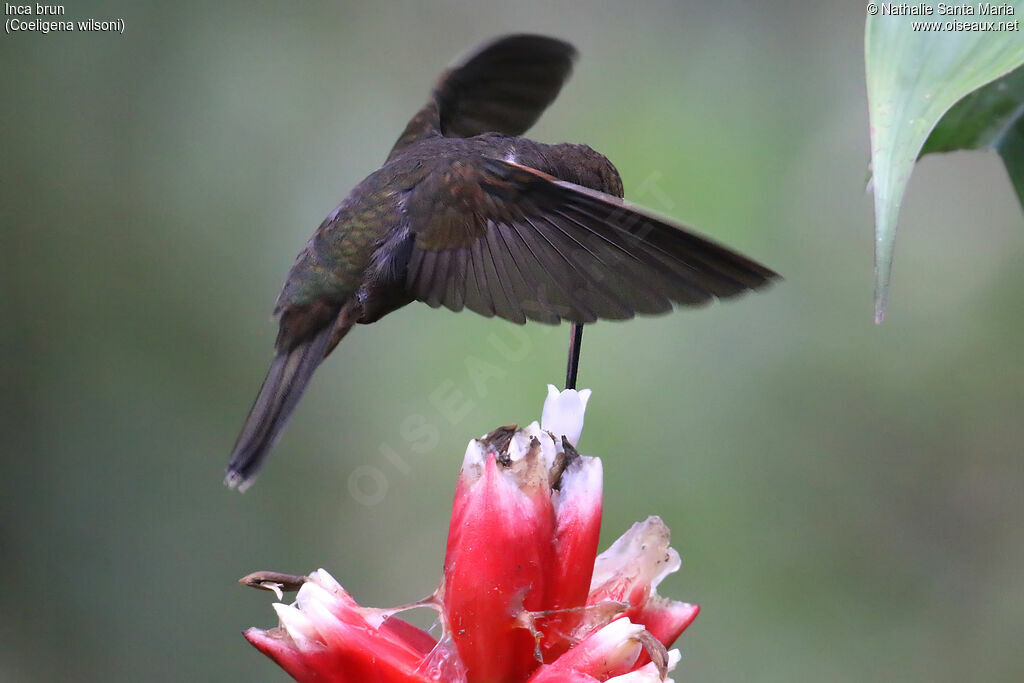 Brown Incaadult, Flight, drinks