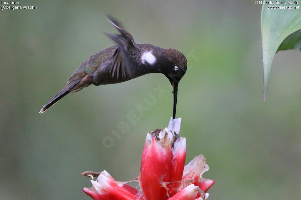 Brown Incaadult, Flight, drinks